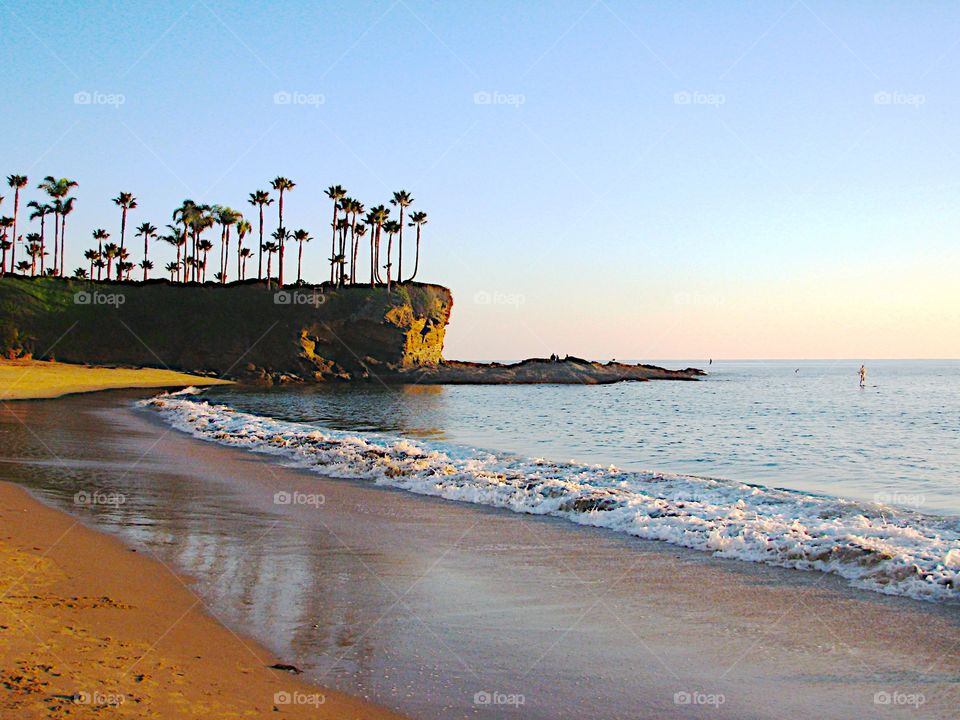 Trees growing on cliff at beach