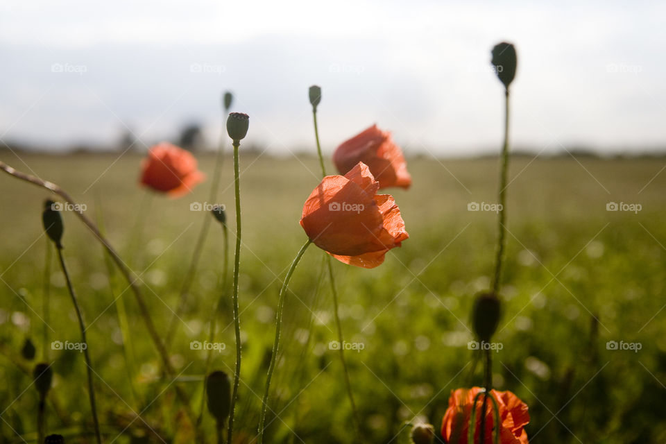 Poppy, Grass, Nature, Flower, Field