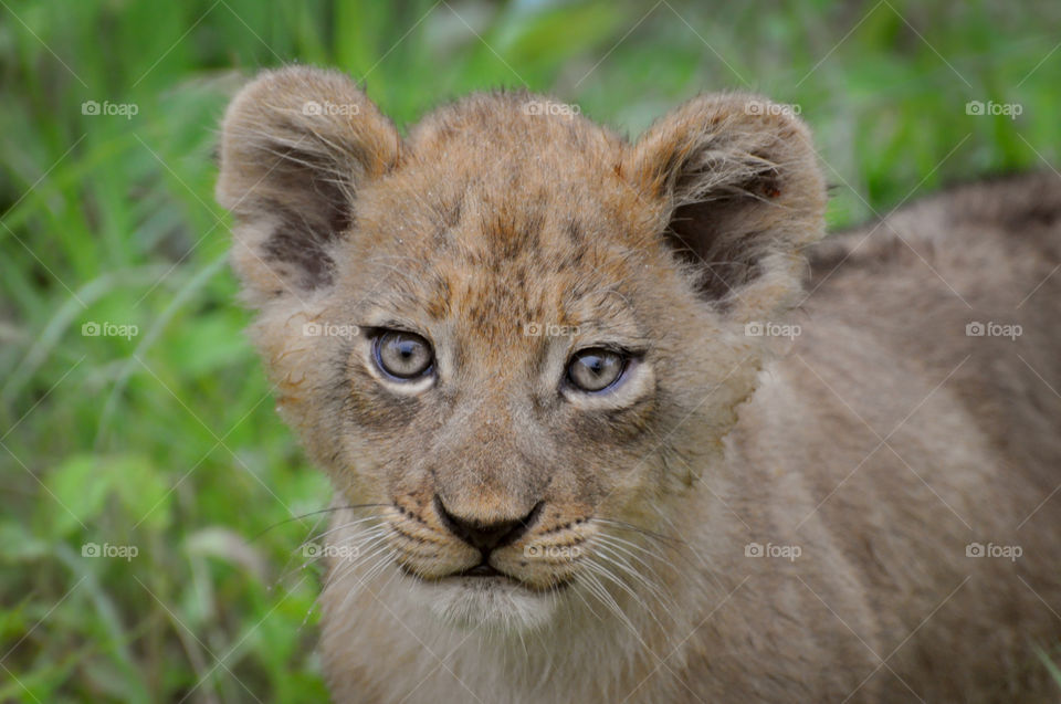 Six week old wild lion cub in South Africa near Kruger
