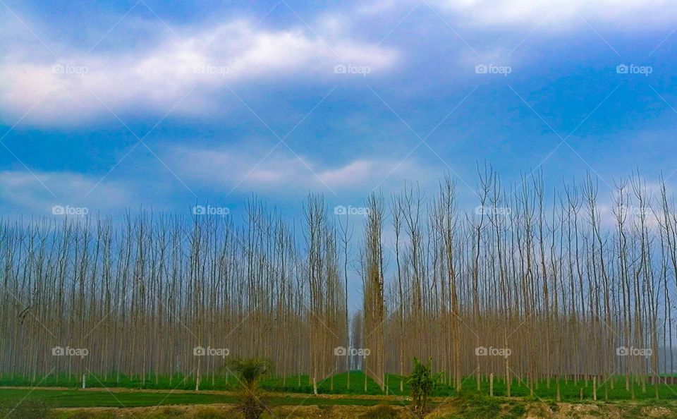 Beautiful landscape pictures of agricultural fields