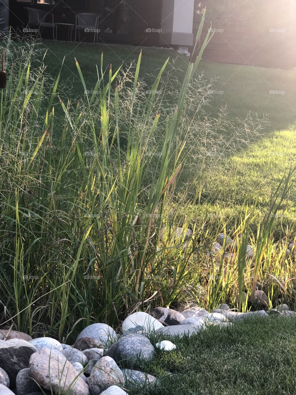 Cattails on a Steamboat Springs, Colorado afternoon