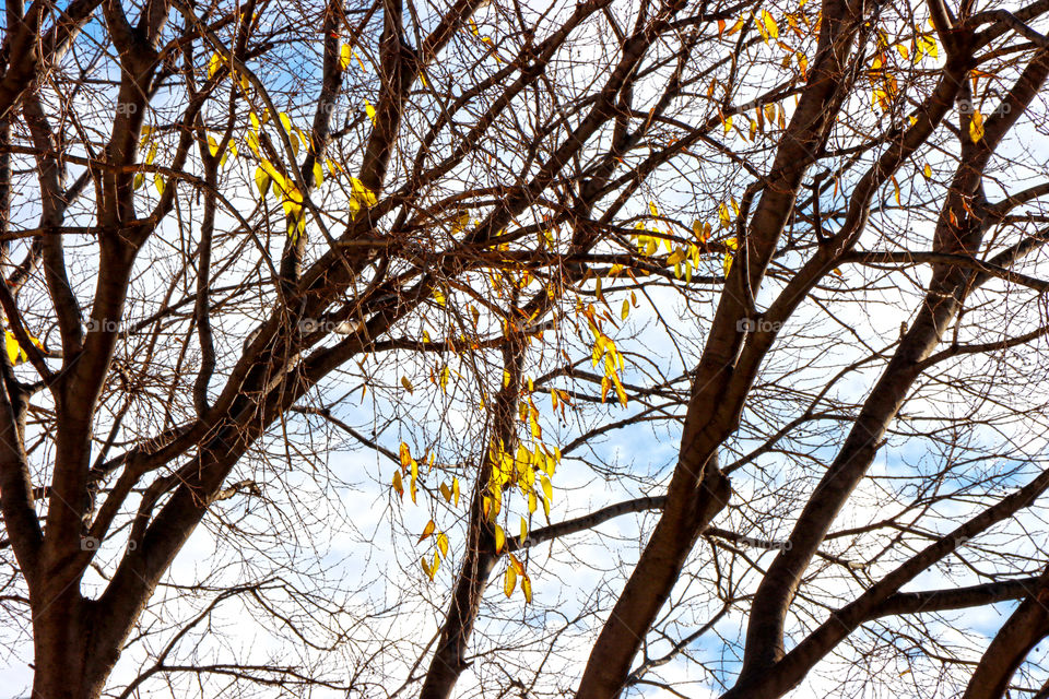 Last leaves on the branches