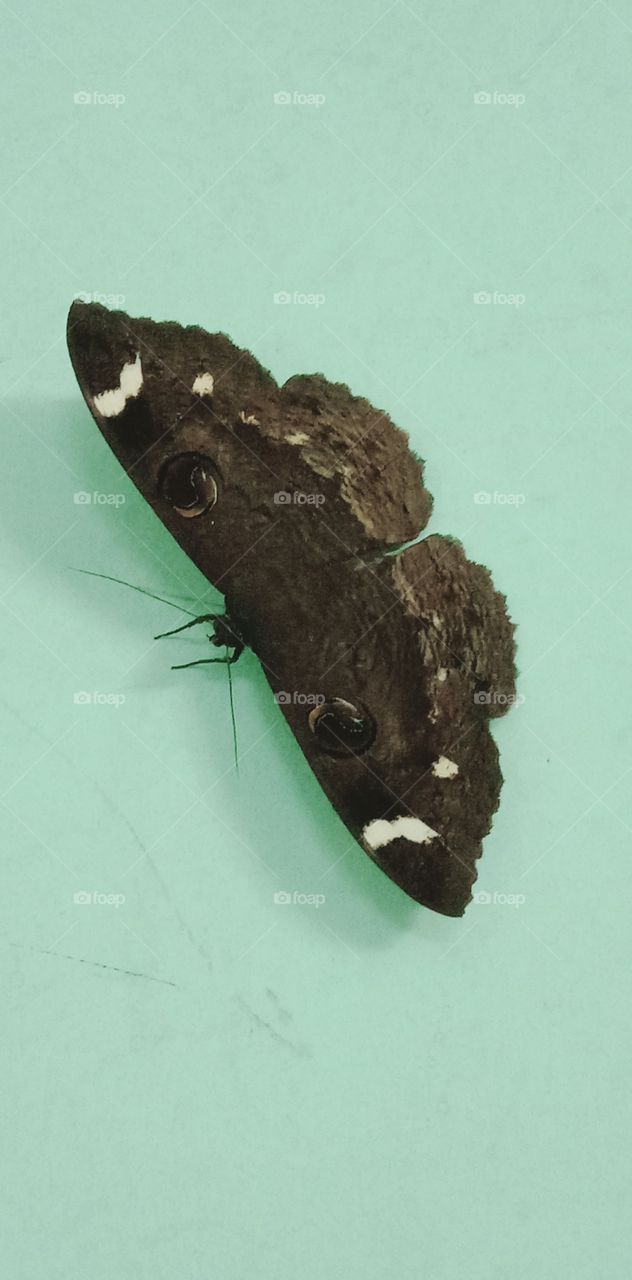 Color vs Black and White