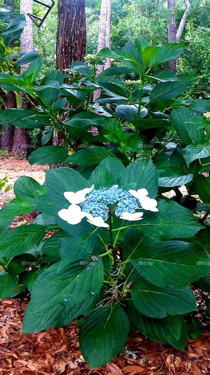 Starlight Hydrangea