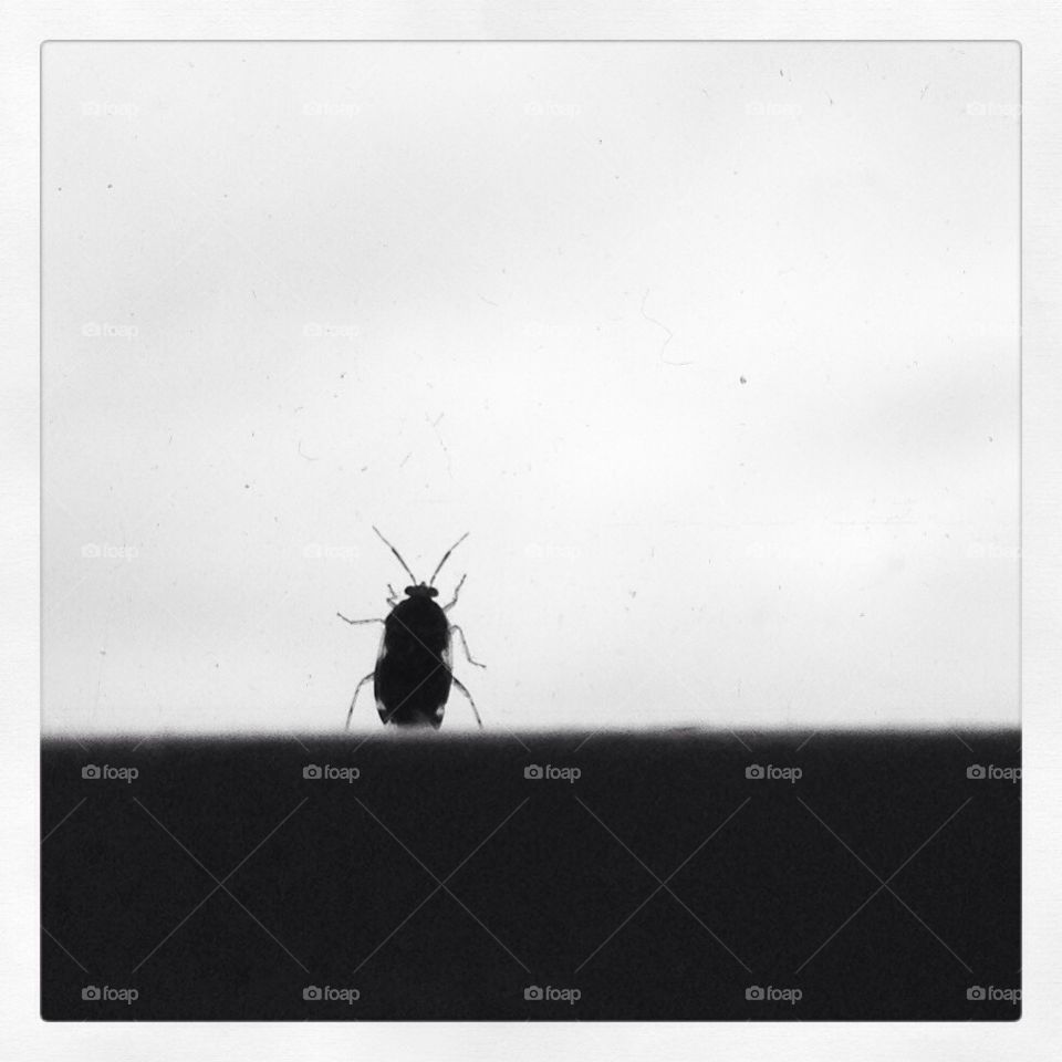 Window bug