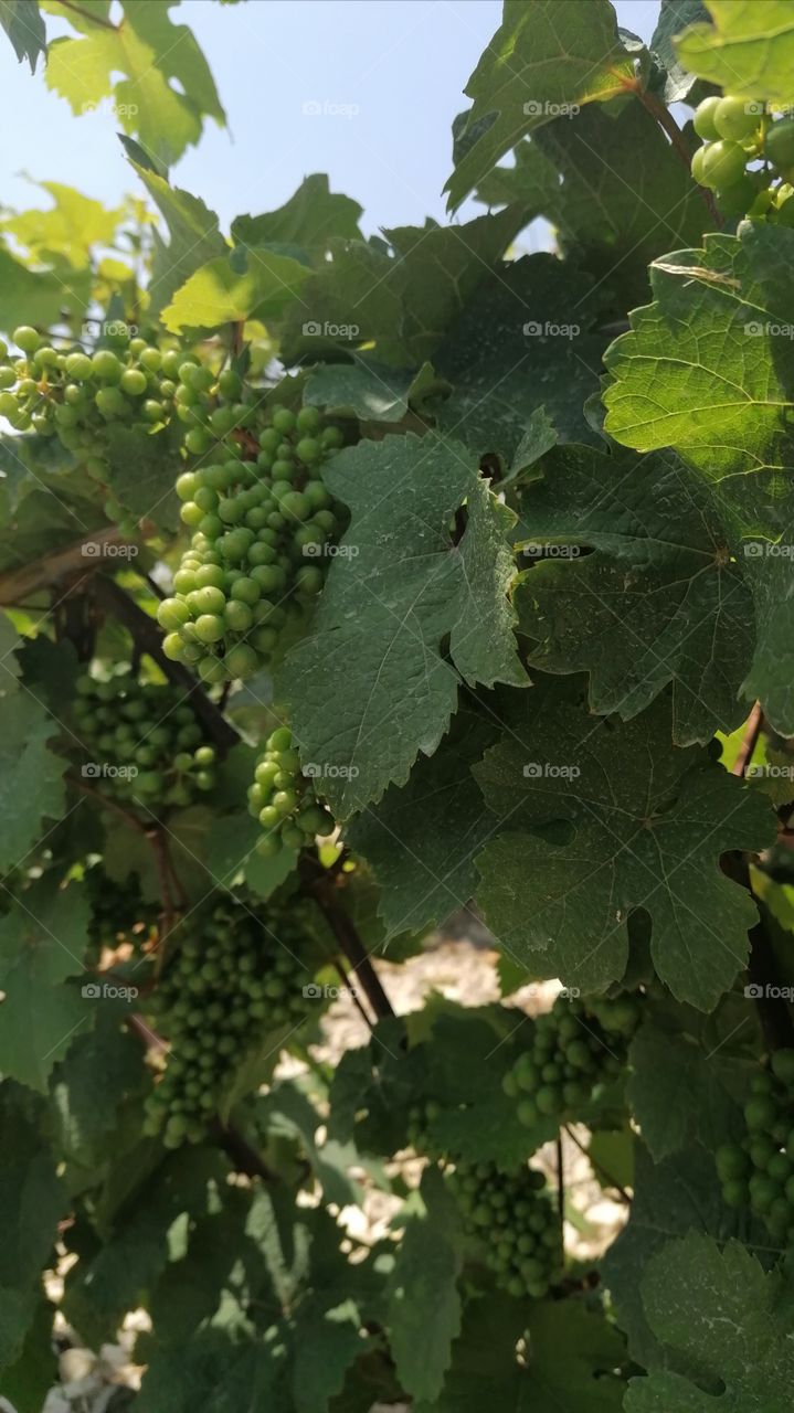 The grapes that ripen under the rays of the southern sun