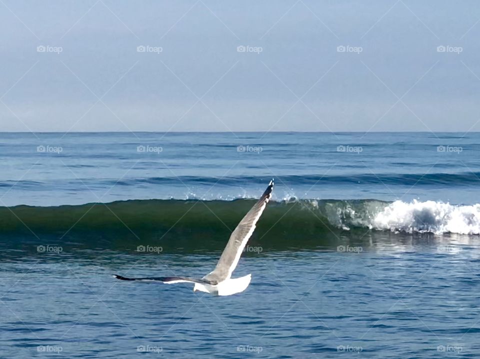 Stunning Seagull In Flight Over Crashing Waves