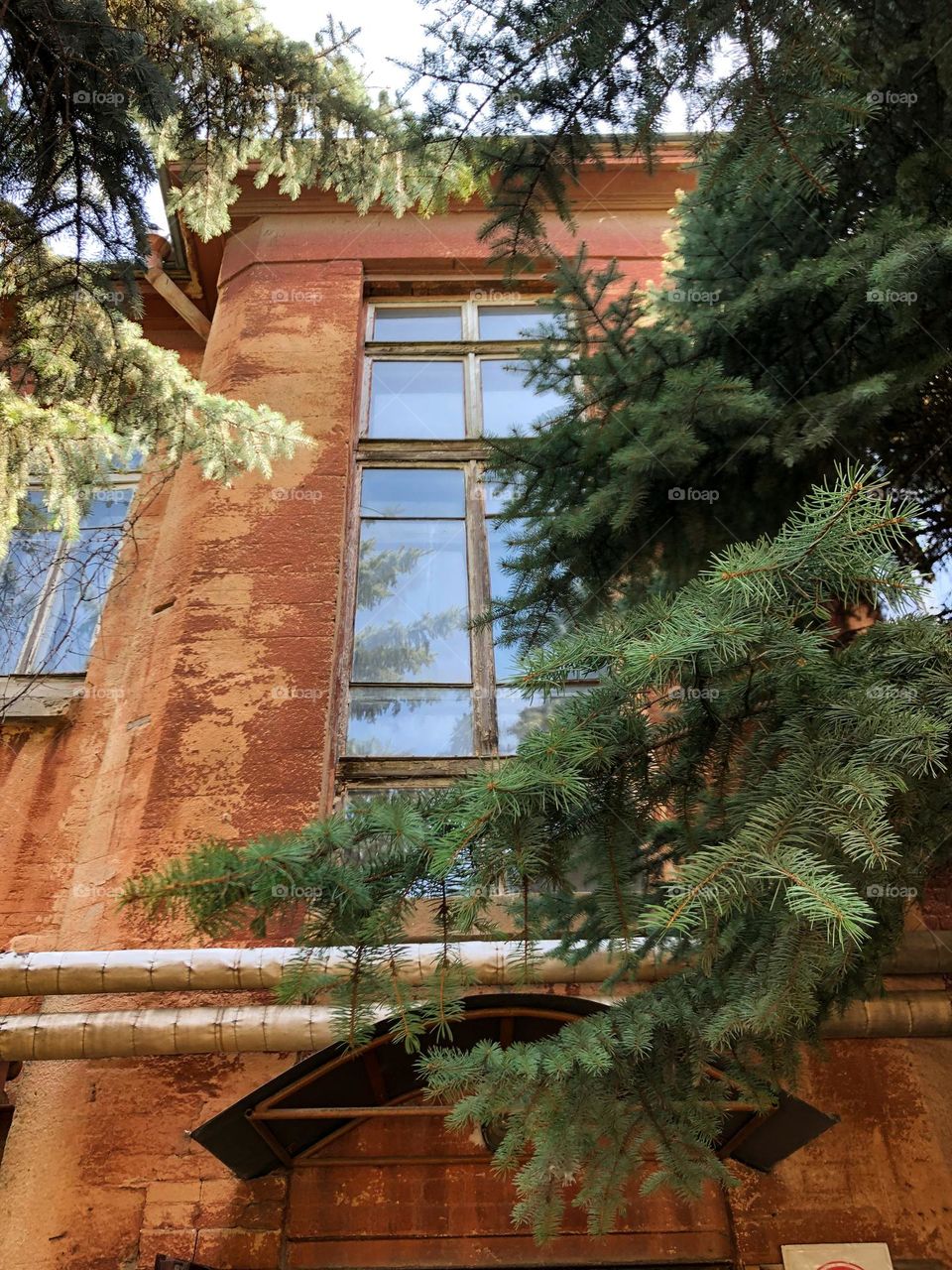 Fir trees near the red building of the University 