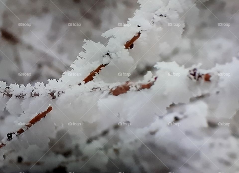 Snow twigs