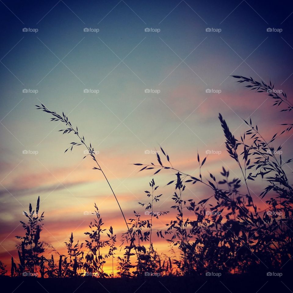 Silhouettes of blades of grass with orange sky and clouds and a blue sky in the background