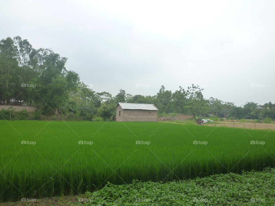 rice plant. this is taken while i went surrounding my hometown at the end of Apr 2015