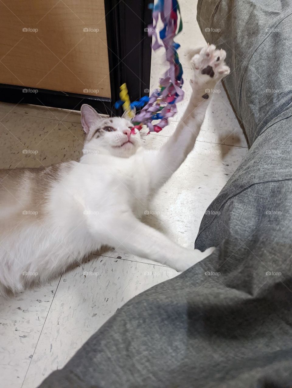 Every day is Caturday