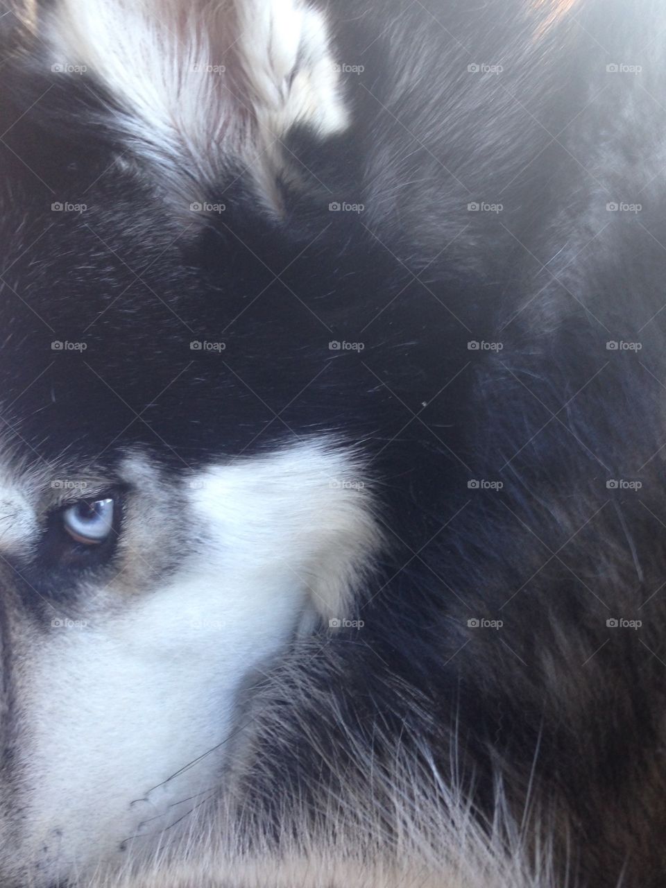 Husky eyes 