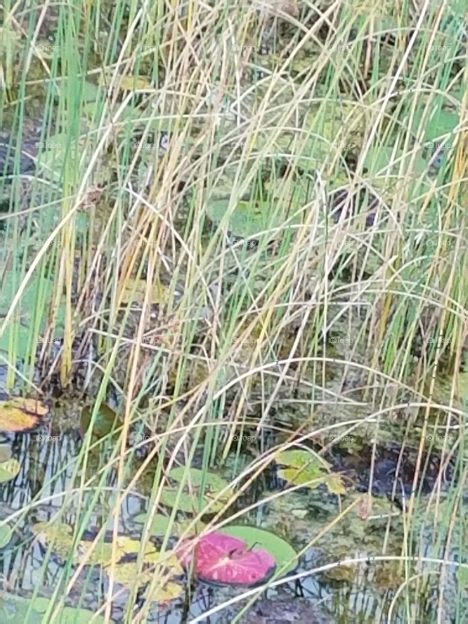 marsh grasses