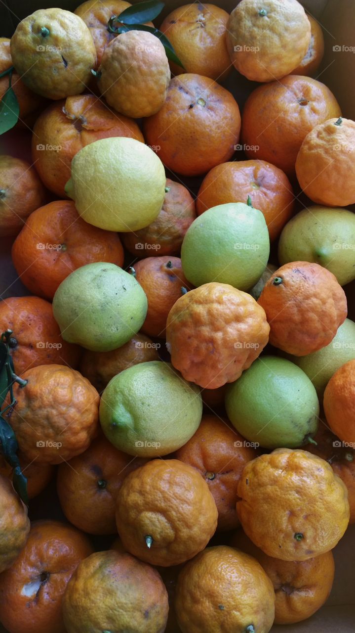 Fruit picking day. lemons and tangerines