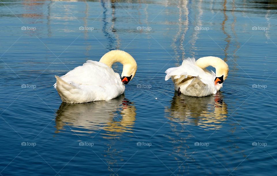 a couple of swans swimming in the port of Stralsund, Germany