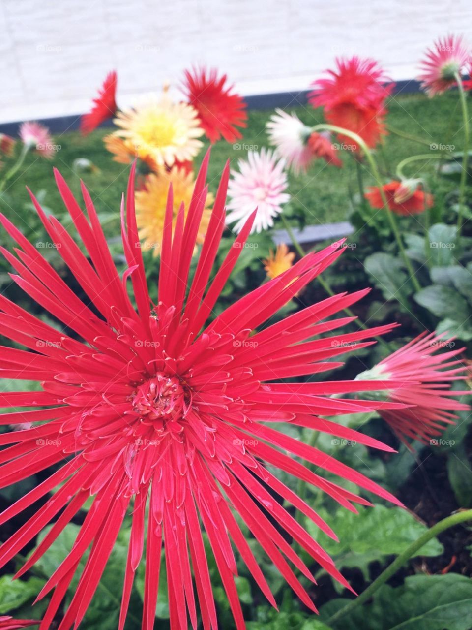 Coloridas e encantadoras