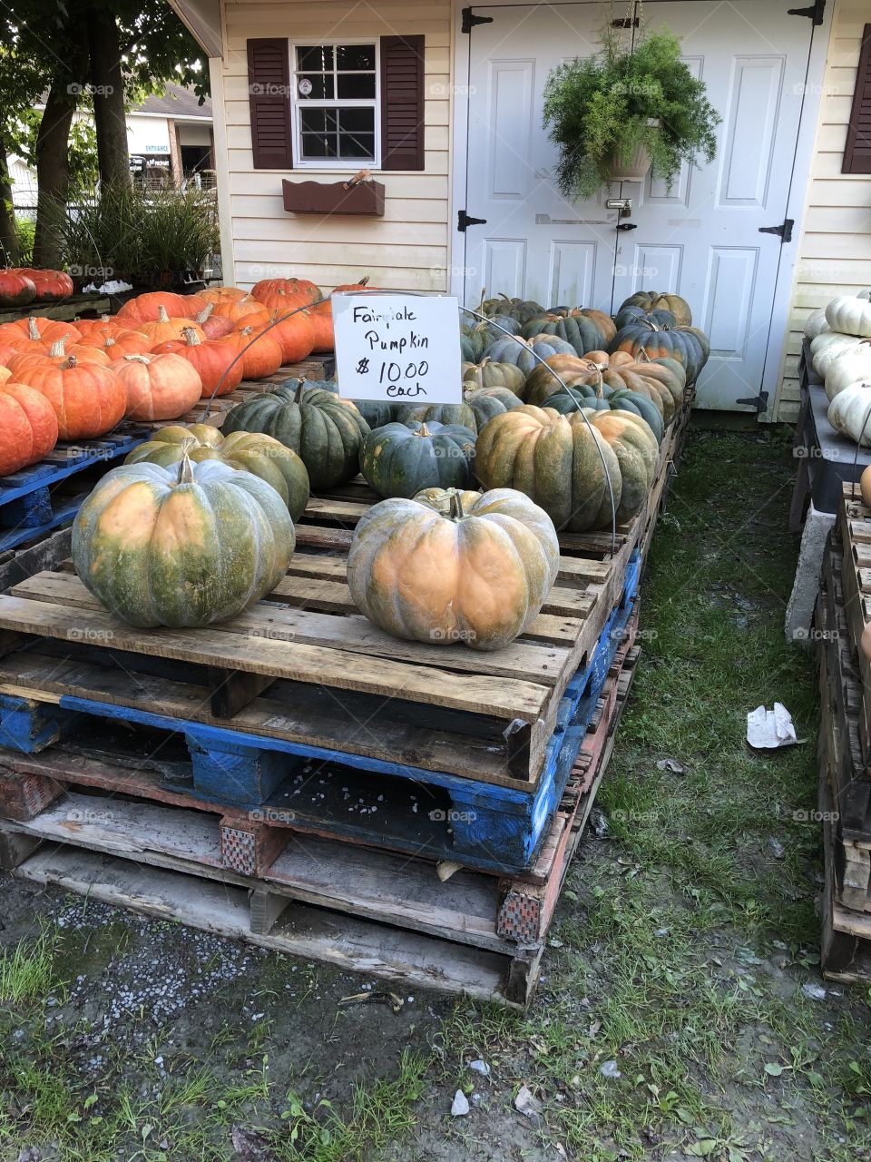 Fairytale pumpkins Maryland farm stand 