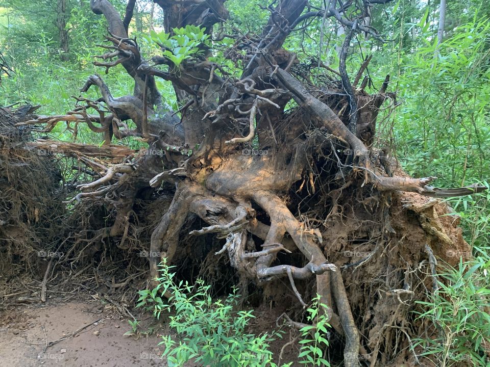 Tree roots