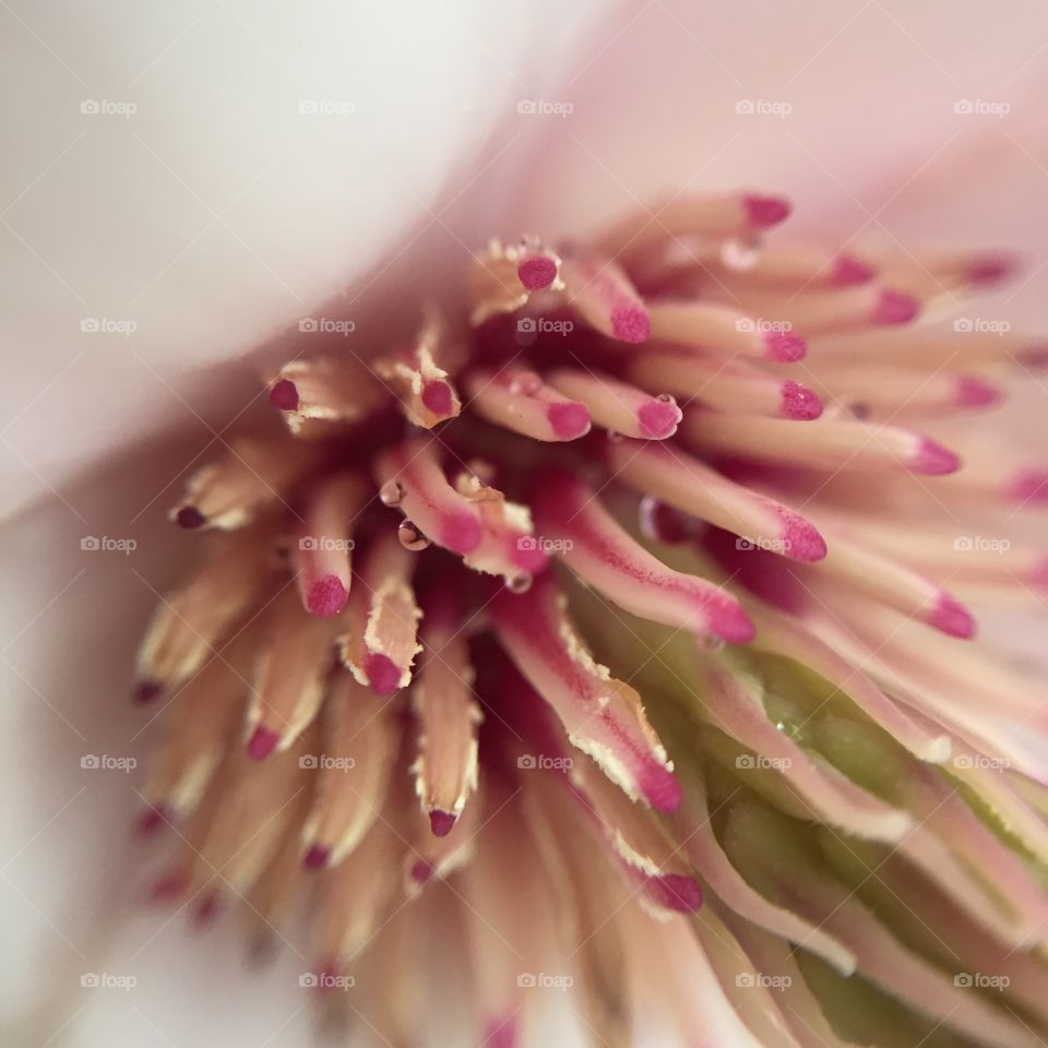 Flower, No Person, Blur, Nature, Flora