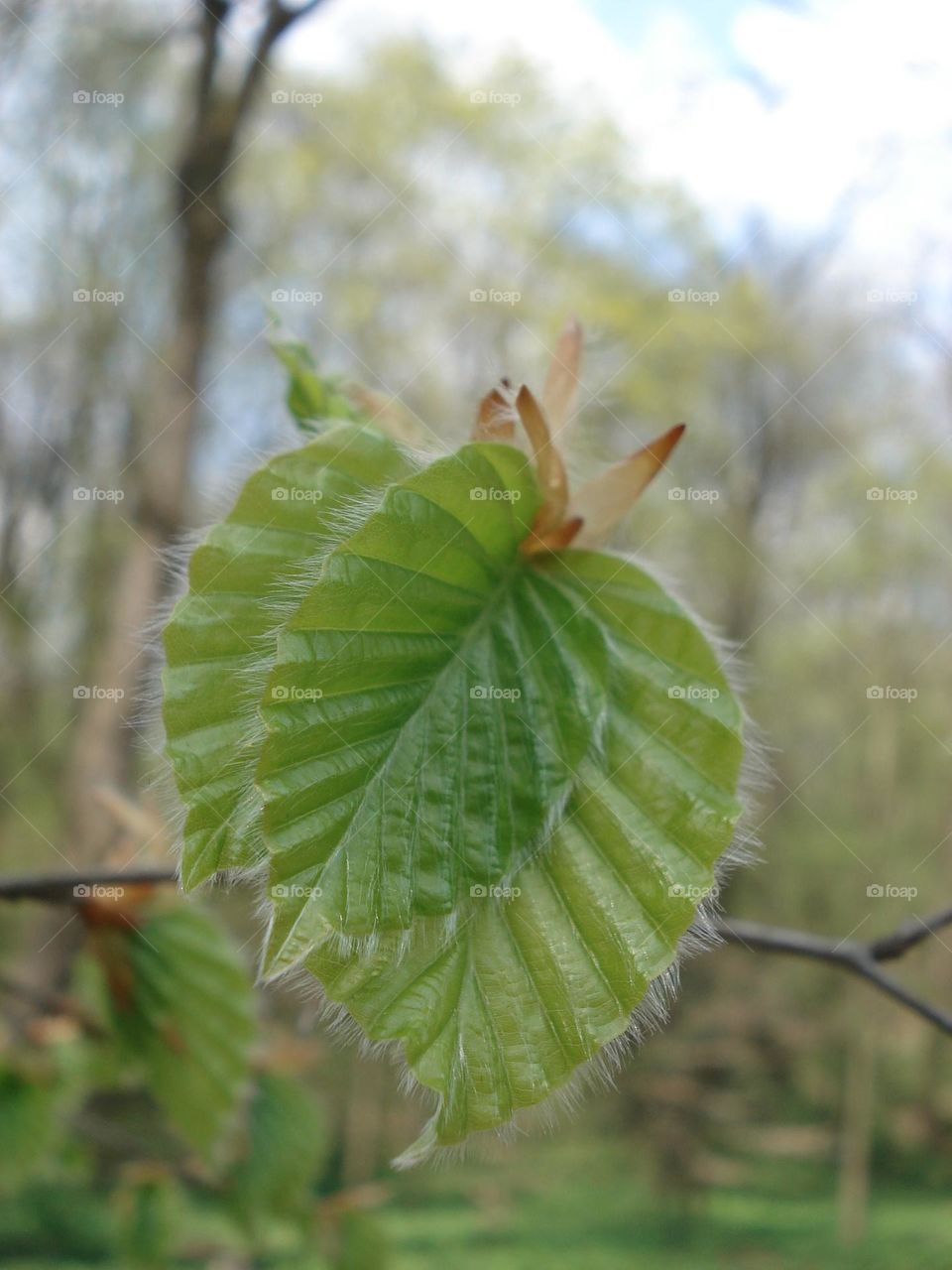 Green leafs