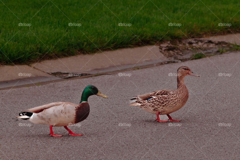 two ducks in the road