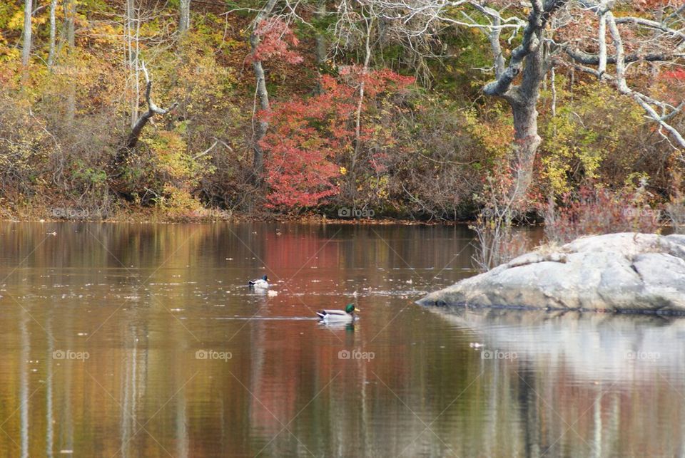 Duck swimming over the idyllic lake