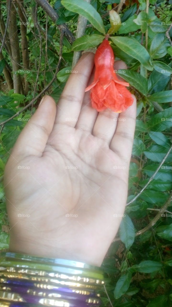 pomegranate piece