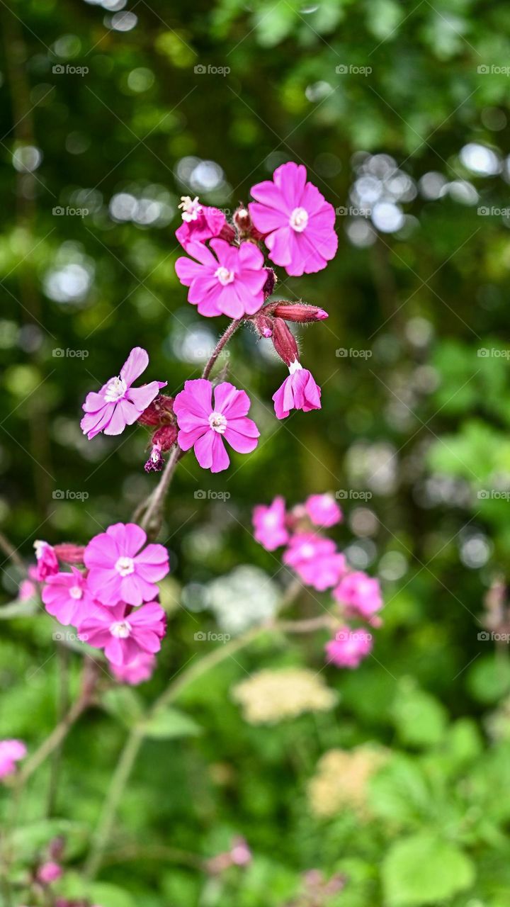 flores salvajes