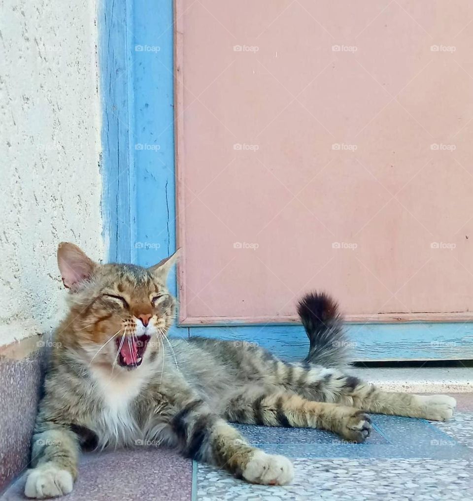 anger cat, feeling anger, anger face