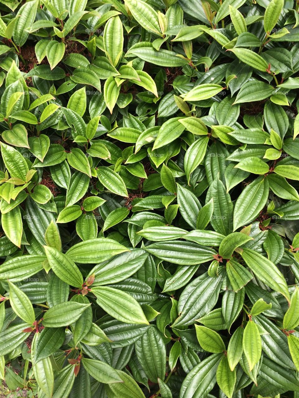 Rhododendron Bush