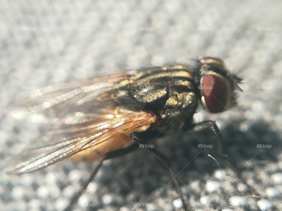 House fly