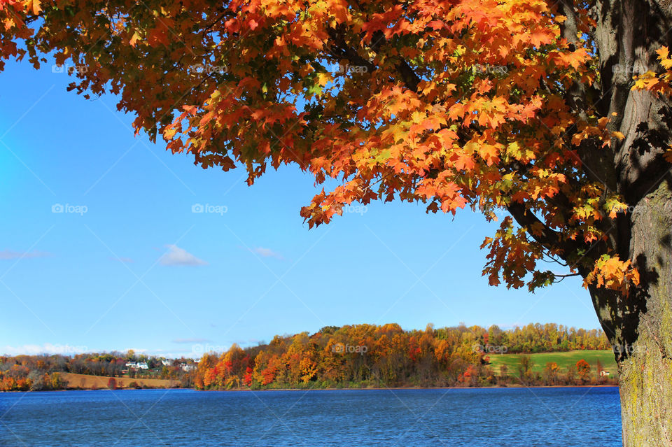 Beautiful autumn trees by a cool, blue lake as the small clouds pass by.