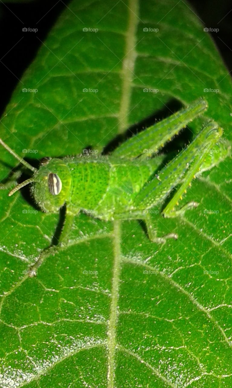 Grasshopper
