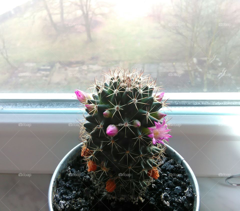 little cactus on my window