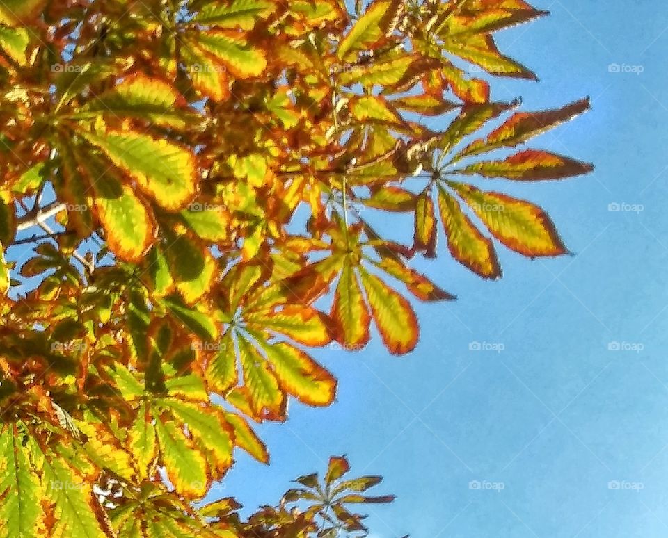 Chestnut leaves. 