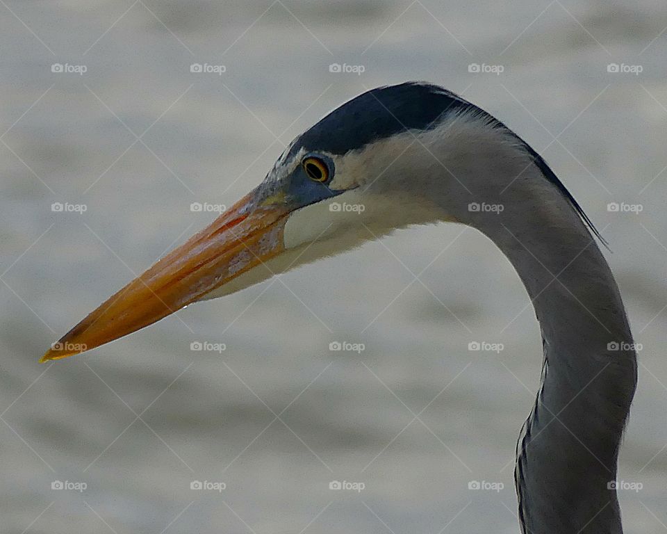 Great Blue Heron closeup 