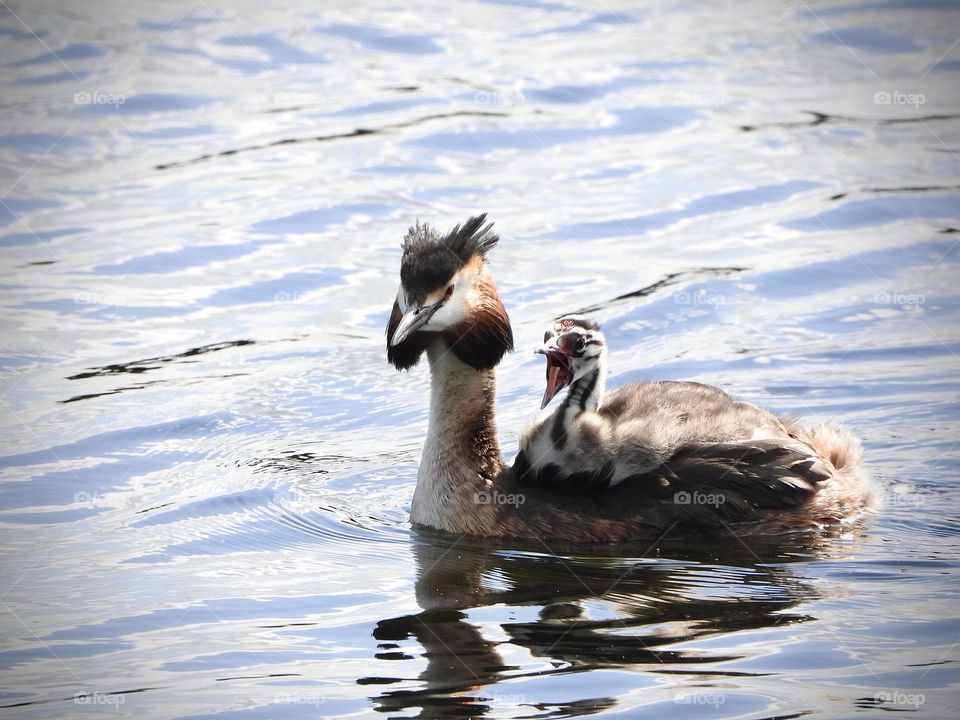 A grebe with its young