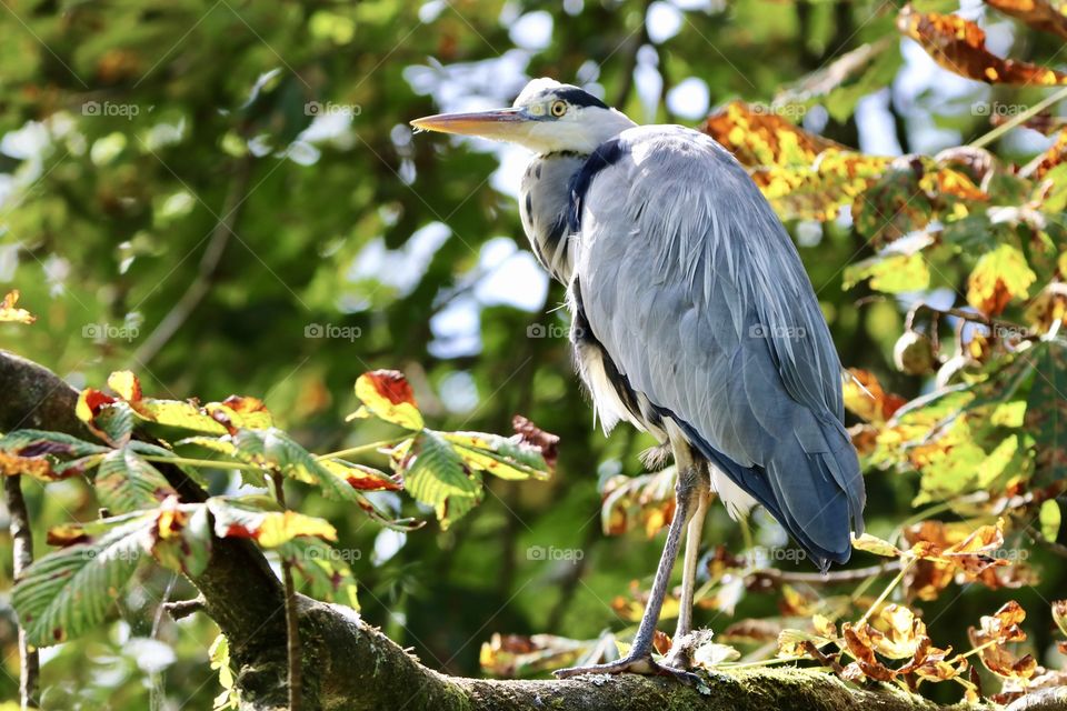Gray heron