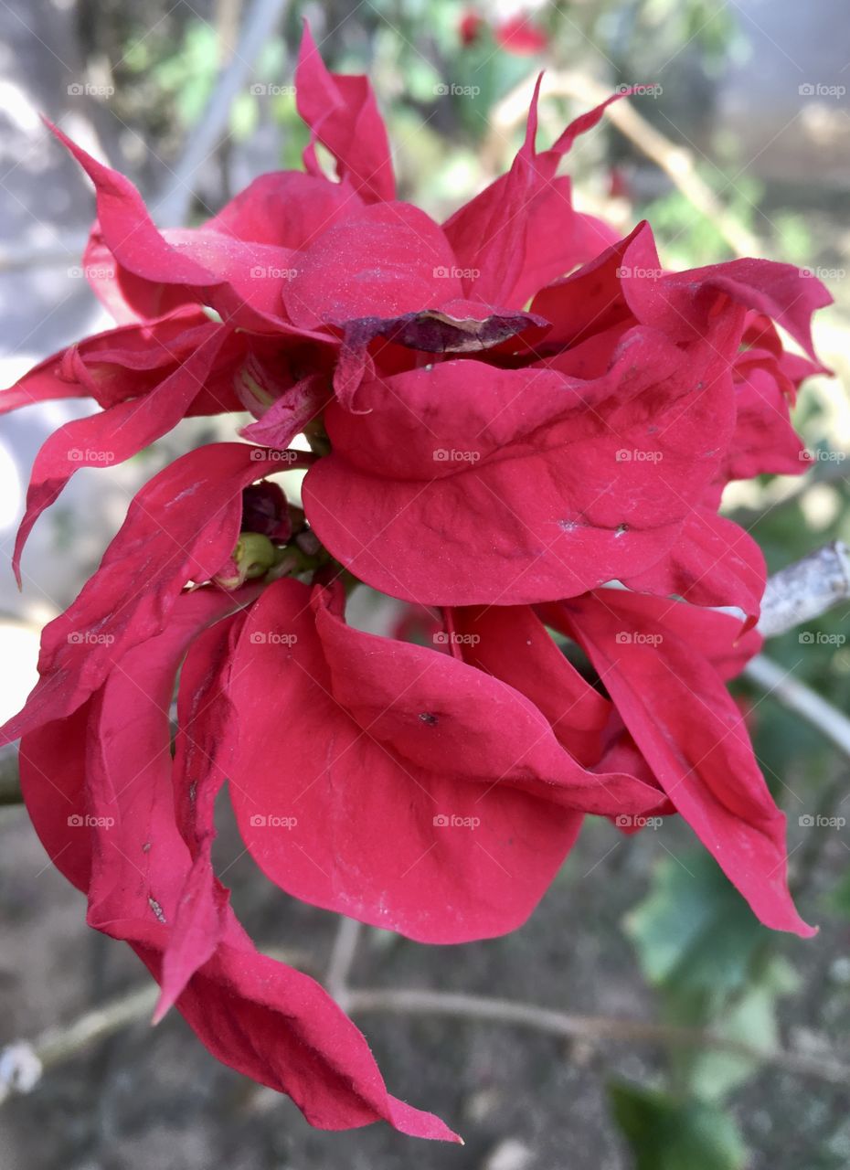 🇺🇸 Very beautiful flowers to brighten our day.  Live nature and its beauty. Did you like the delicate petals? / 🇧🇷 Flores muito bonitas para alegrar nosso dia. Viva a natureza e sua beleza. Gostaram das pétalas delicadas? 