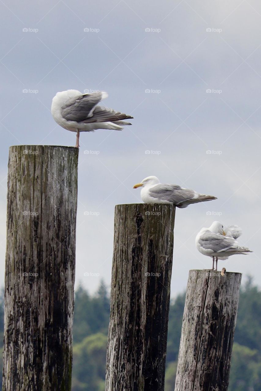 A trio of seagulls repurpose old dock pilings to rest at Titlow Beach, Washington 