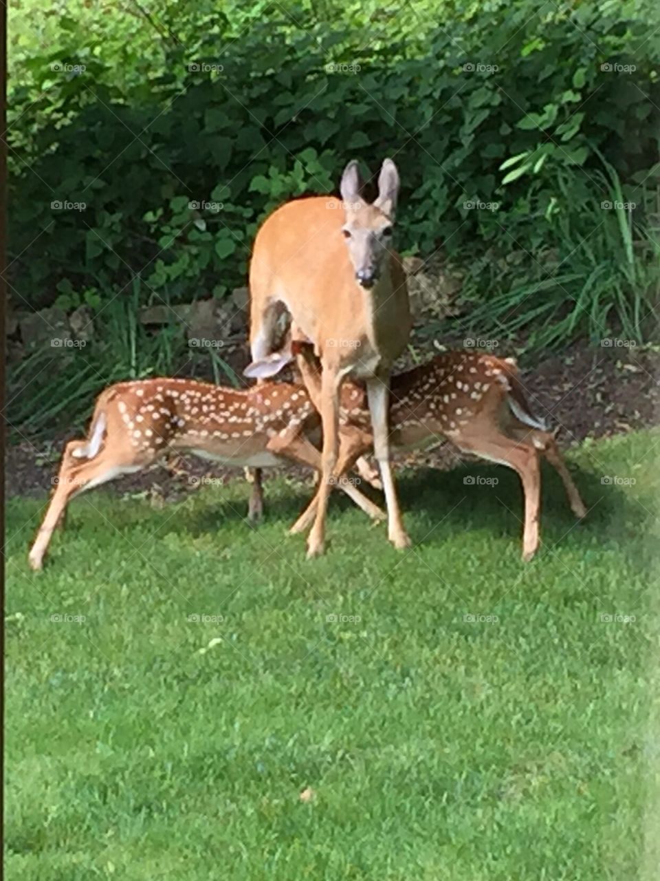 Fawn nursing