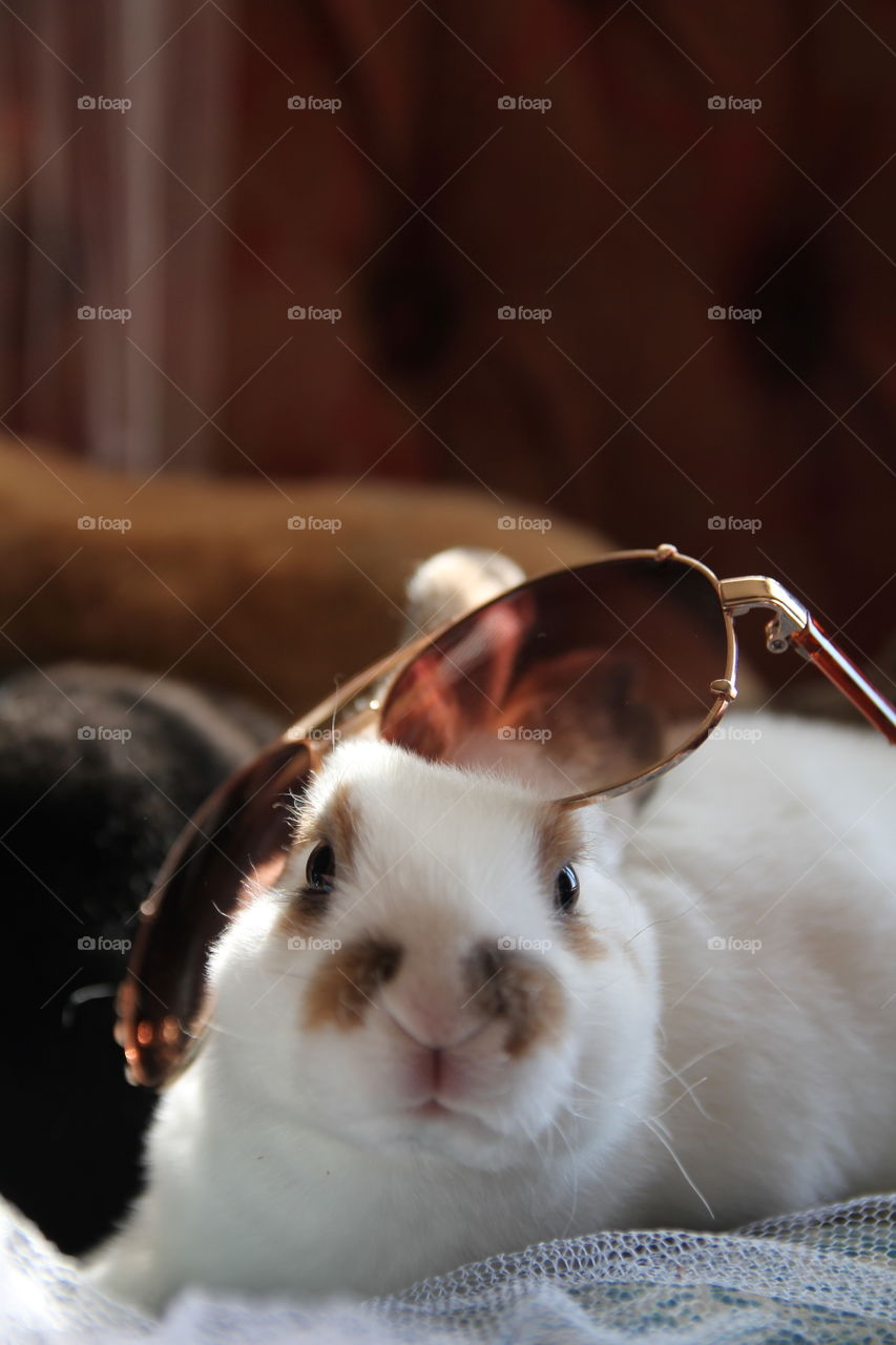 A rabbit wearing sunglasses