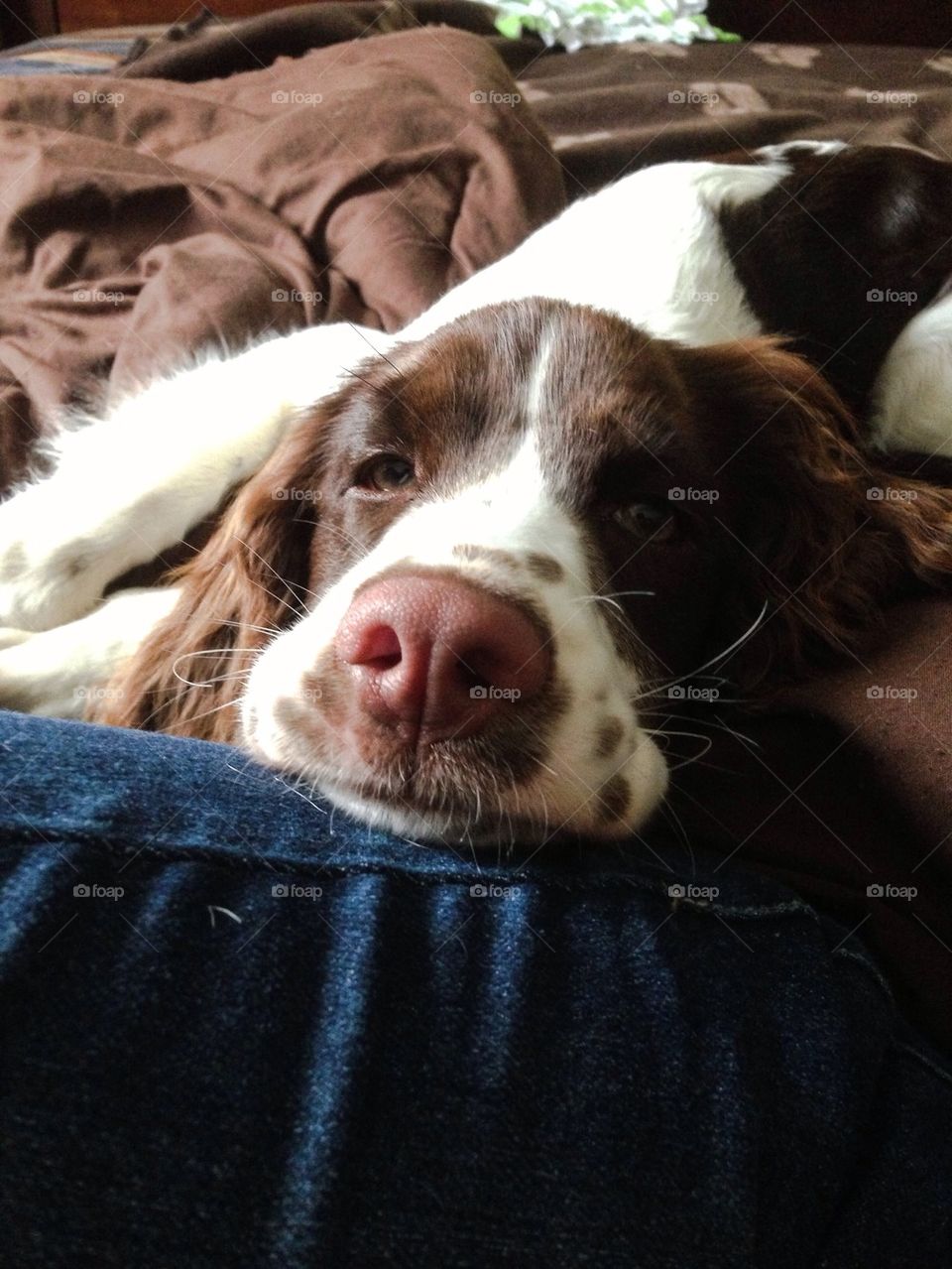 English Springer Spaniel