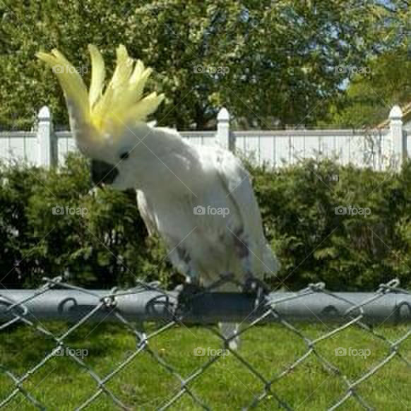 summer fence bird cockatoo by danelvr032708