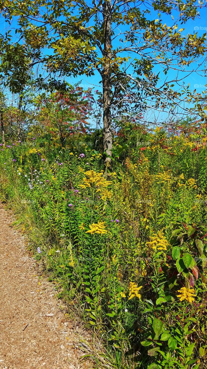 Nature Path