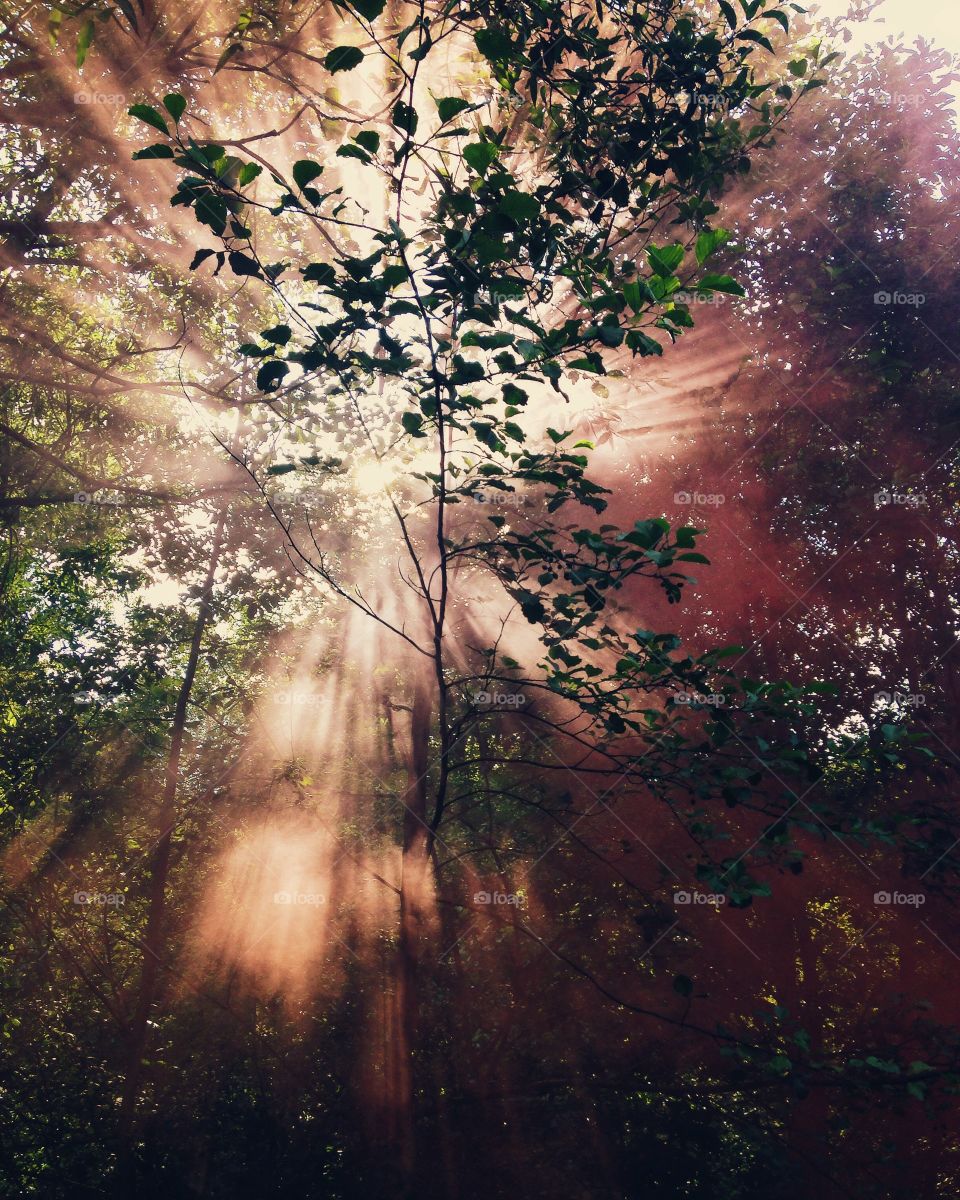 Low angle view of sunlight in forest