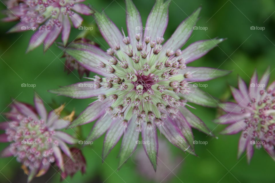 Astrantia Major