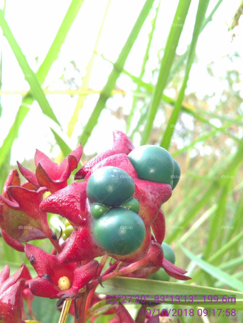 This is a very beautiful flowers and your frout she is forest niyar the river.