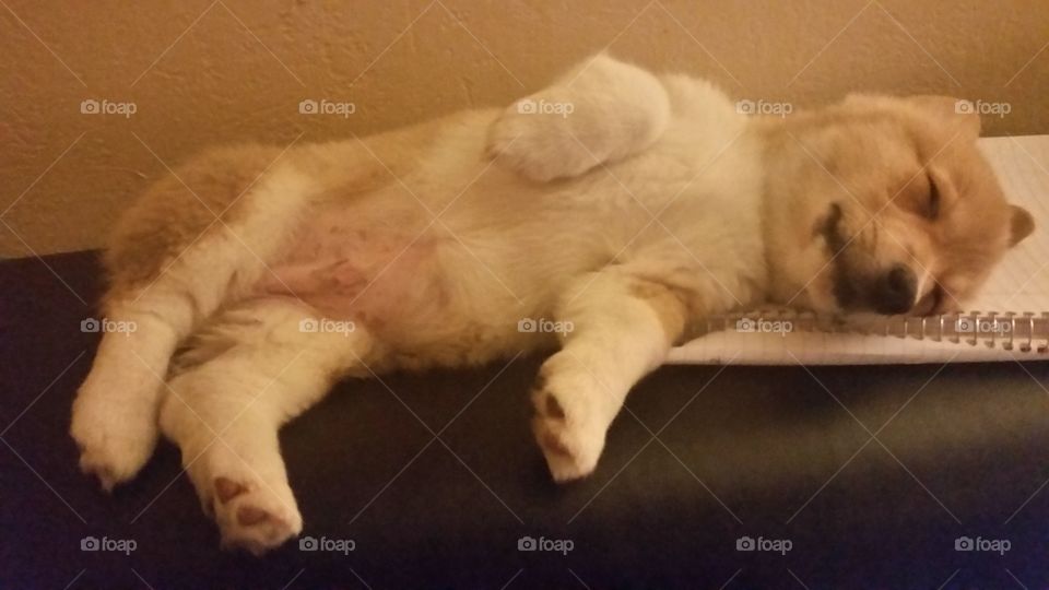 Corgi puppy notebook funny sleepy dog baby puppy